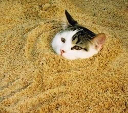 Make Your Own Kitty Litter